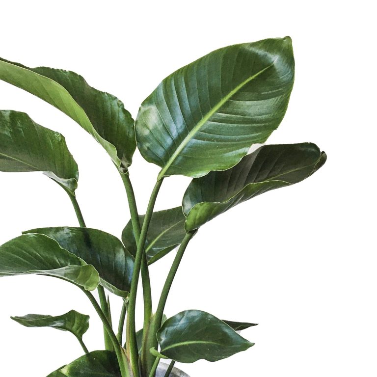 Water dat voorzichtig in de potgrond van een kamerplant wordt gegoten