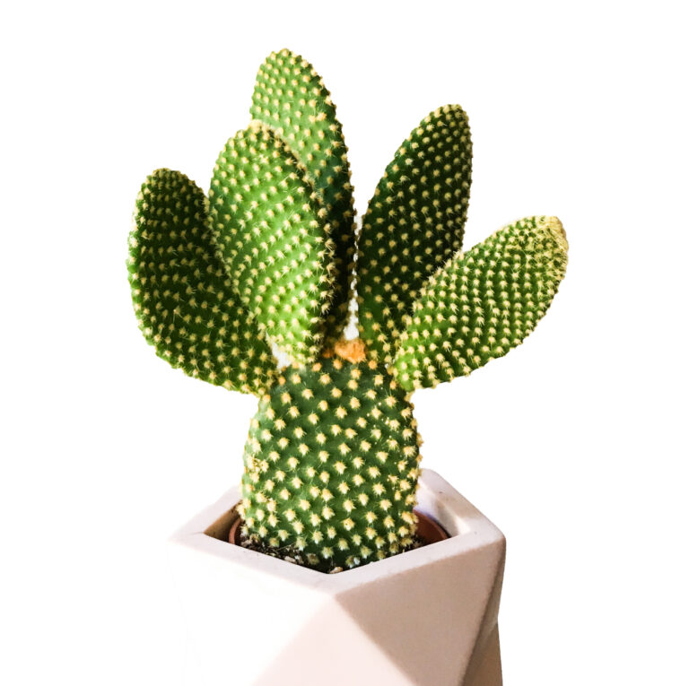 Tropische kamerplant in een keramieken pot