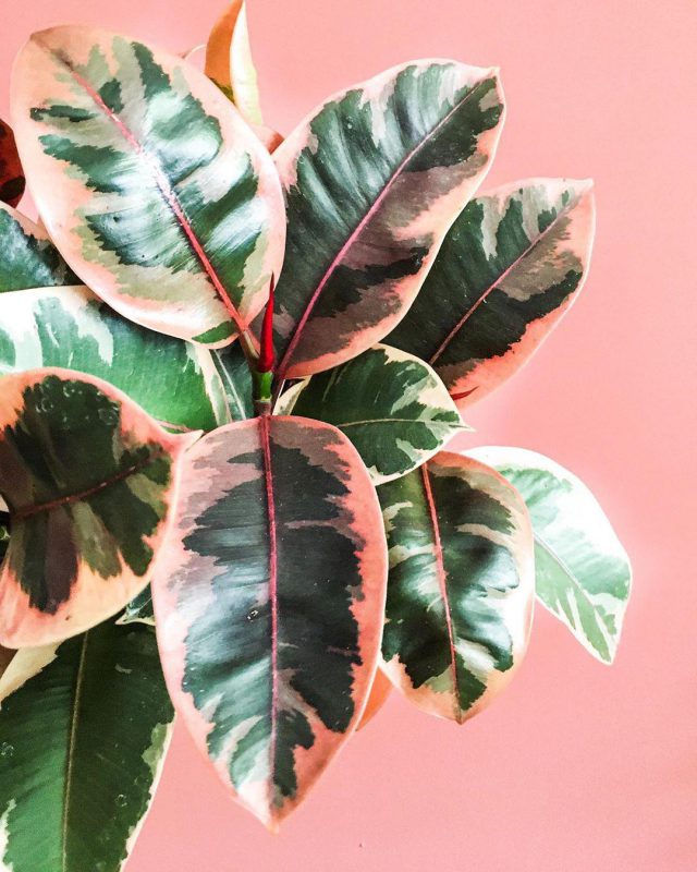Aglaonema Pink Star met rozegetinte bladeren