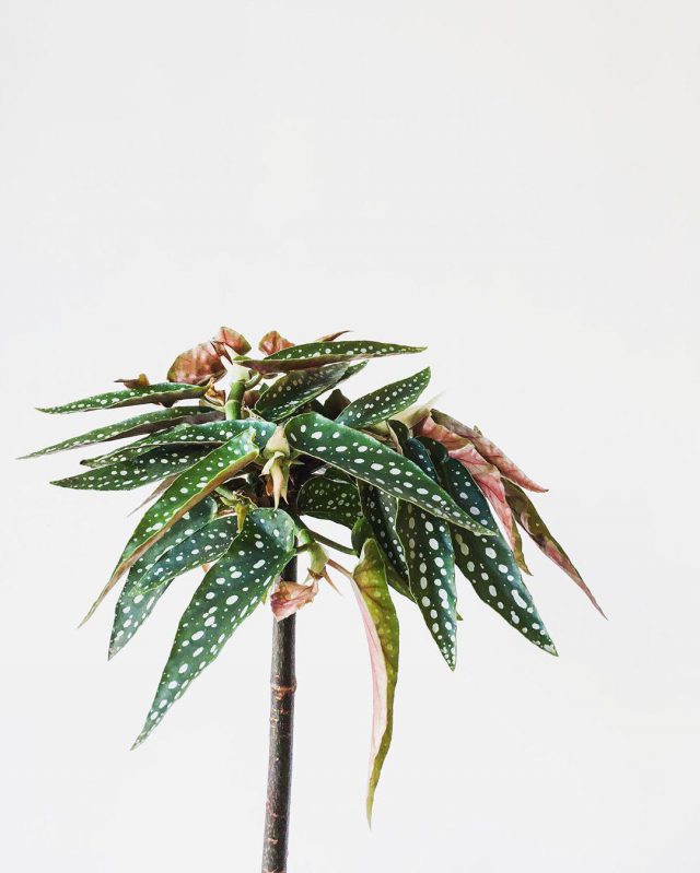 Dracaena Surculosa met gevlekte bladeren