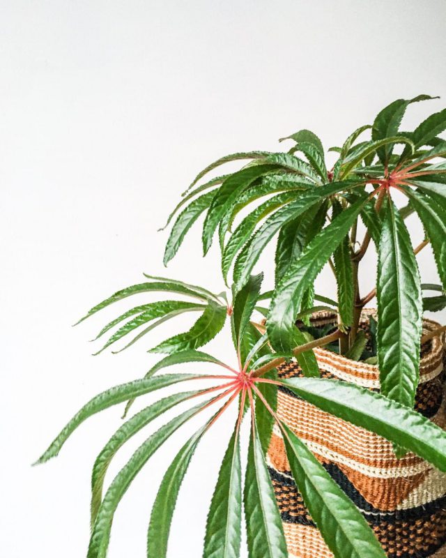 Begonia Maculata in een gevlochten mand