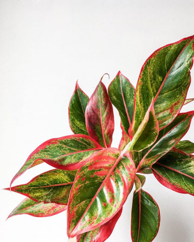 Aglaonema Red Siam met roodgroene bladeren