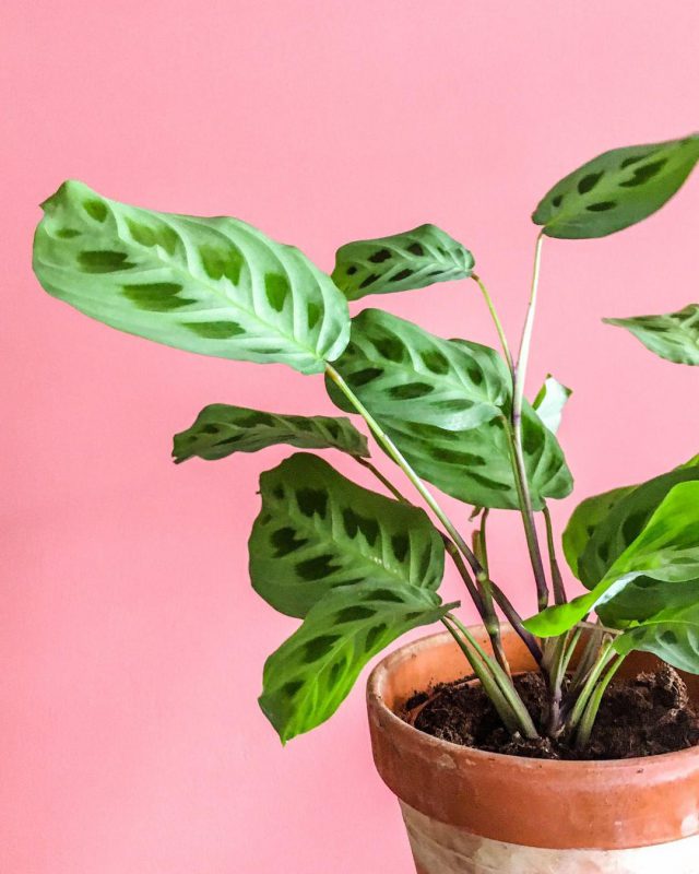 Calathea Leopardina in een terracotta pot