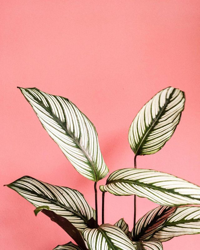 Calathea White Star met witgroen gestreepte bladeren