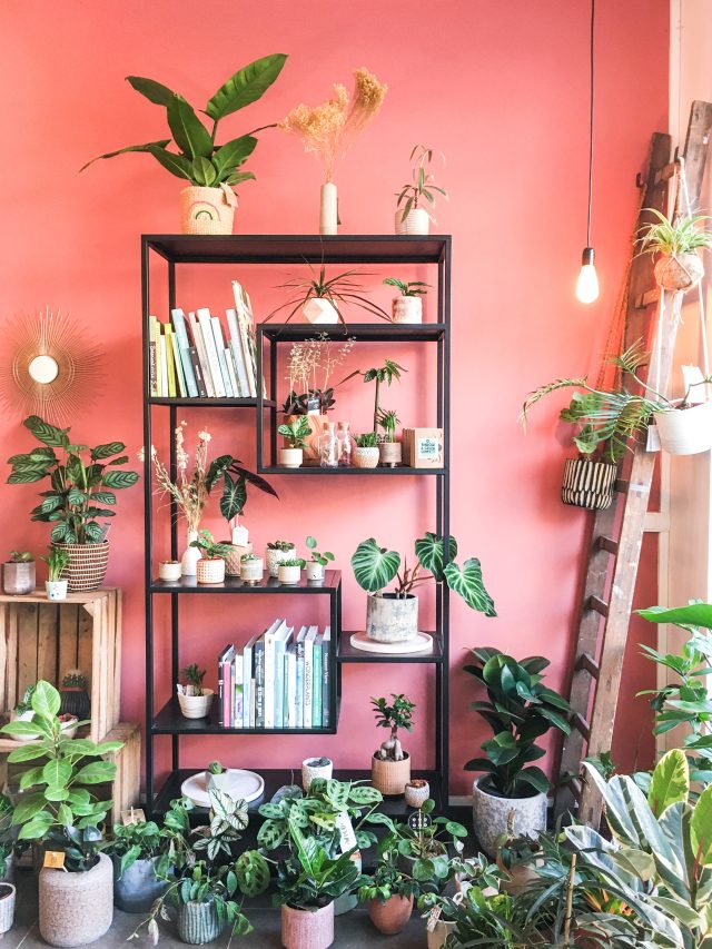 Plantwerp winkel met tropische kamerplanten, houten kratten en woonaccessoires
