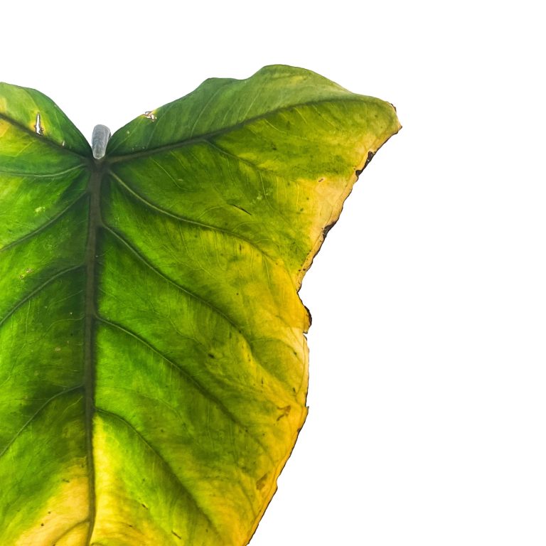 Blad van een kamerplant dat nauwkeurig wordt gecontroleerd op ongedierte